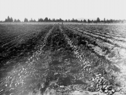 Potato Crop Photo