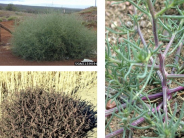 Russian Thistle Noxious Weed