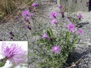 Spotted Knapweed Close Up Noxious Weed