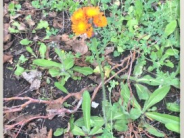 Orange Hawkweed Noxious Weed