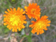 Orange Hawkweed Flower Noxious Weed