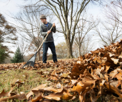 Raking yard debris