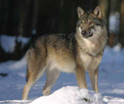 Photo of a wolf