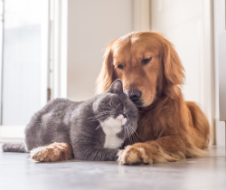 picture of a dog and a cat cuddling