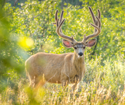 Photo of a mule deer