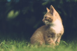 Cat in grass