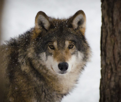 Photo of a wolf