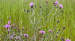 A picture of Knapweed which is classified as a noxious weed.