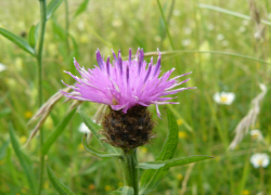 Spotted Knapweed