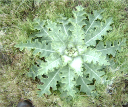 Scotch Thistle 