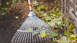 Raking up yard debris