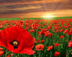 A field of poppies with a sunset photo