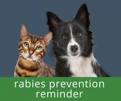 Rabies Prevention Reminder