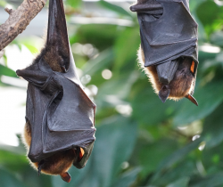 Photo of two bats.