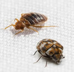 Image of Bed Bugs