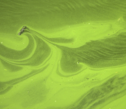 Blue Green Algae Image