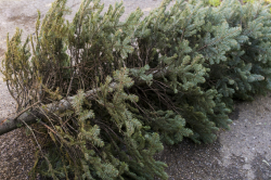 Christmas tree ready for recycling