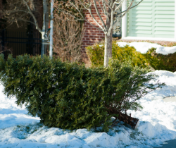 Christmas Tree Recycling