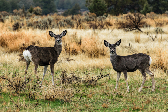 two mule deer