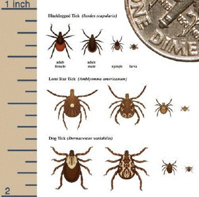 which ticks are dangerous to dogs