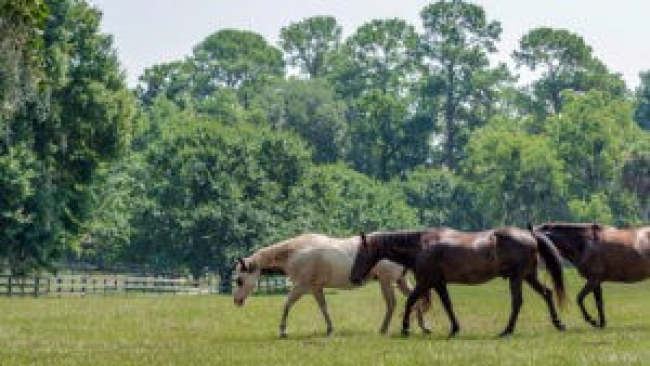 Western Equine Encephalitis