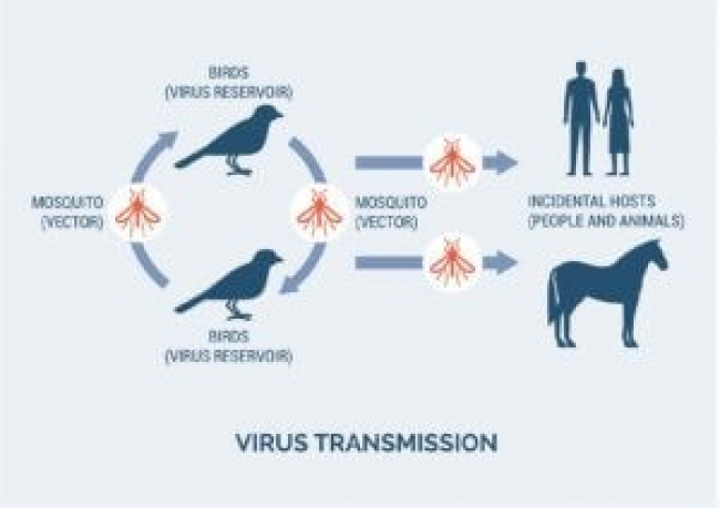 West Nile Virus