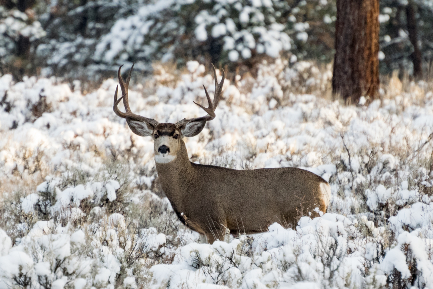 Mule deer