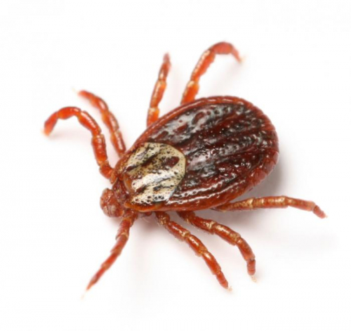 which ticks are dangerous to dogs