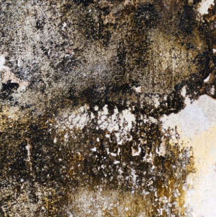 What Causes Household Mold - State Farm®