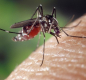 Mosquito