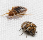 Image of Bed Bugs