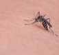 Mosquito on arm