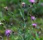 Knapweed, one of many noxious weeds found in Deschutes County