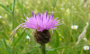 Spotted Knapweed