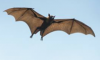 Bat